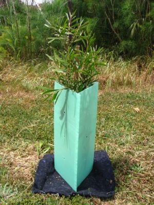 Os PP corrugaram protetores plásticos de Corflute Sustainable Tree do protetor da árvore