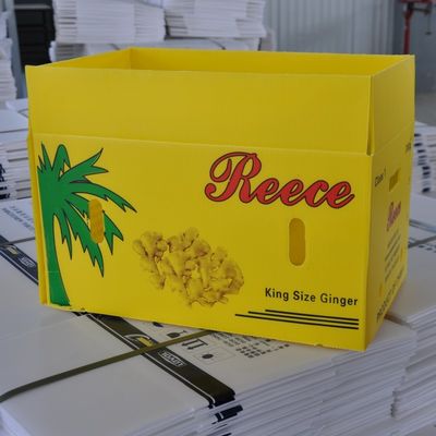 O vegetal corrugou caixas onduladas reusáveis plásticas do empacotamento Coroplast