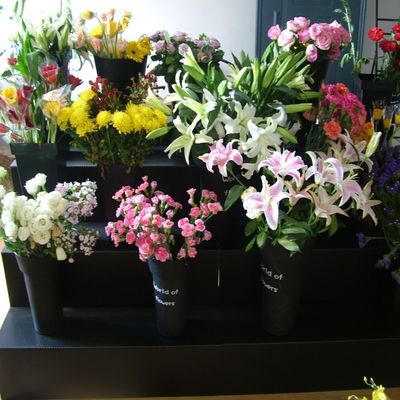 O suporte de exposição floral preto PP de Coroplast corrugou bens plásticos de 4 etapas