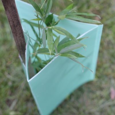 do triângulo ondulado dos protetores da árvore de 2mm Corflute protetores plásticos do tronco de árvore