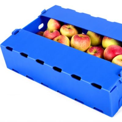 Fruto azul de Coroplast Apple que empacota resistente de umidade do polipropileno da caixa