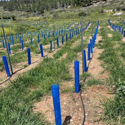 Corflute Tree Guard adequado para jardineiros jardineiros e viveiros de árvores à procura de tubos de proteção de mudas duráveis