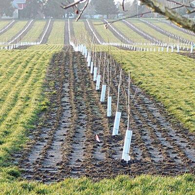 Corflute Tree Guard for Seedling Protection, Eco-Friendly Breathable Plant Protector, Durable Lightweight Weather-Resistant Tree Shelter for Healthy Growth and Pest Protection